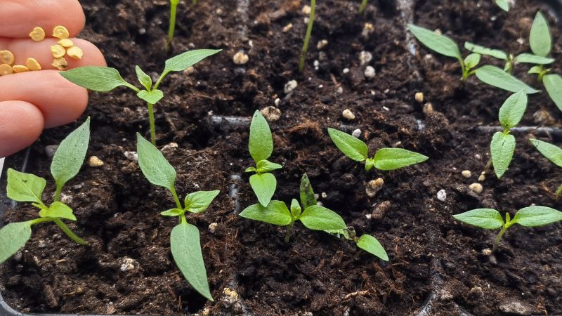 7 помилок при посіві перцю