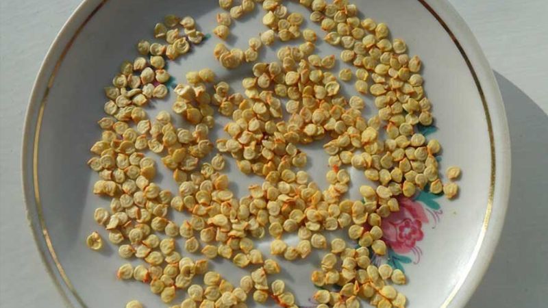 Як підготувати насіння до посіву