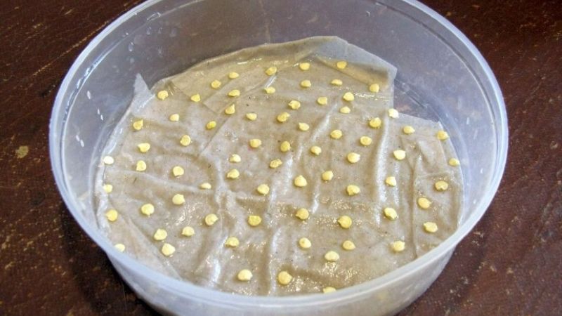 Обробка насіння борною кислотою