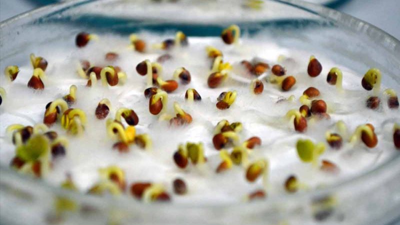 Обробка насіння борною кислотою