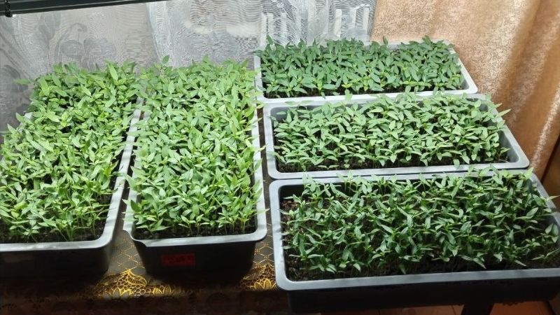 Як підготувати насіння до посіву